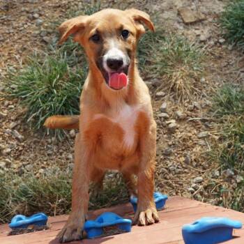 Rama -  Belgian Shepherd Malinois Dog for Adoption in Duck River, Tennessee - Rama | PetCurious