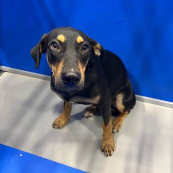 Chupa -  Mixed Breed and Shepherd Dog for Adoption in Kerrville, Texas - Chupa | PetCurious