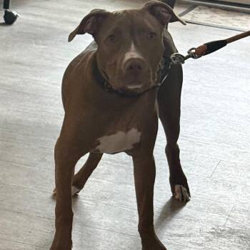 Kane -  Pit Bull Terrier Dog for Adoption in Waldorf, Maryland - Kane | PetCurious
