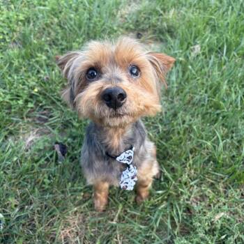 Supra -  Yorkshire Terrier Dog for Adoption in Frederick, Maryland - Supra | PetCurious