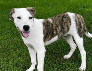 Pup Georgie -  Catahoula Leopard Dog and Hound Dog for Adoption in Washington, District Of Columbia - Pup Georgie | PetCurious