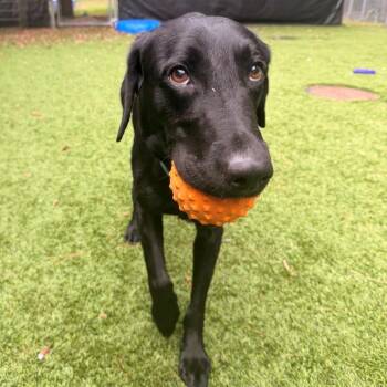 Truman (Courtesy Posting) -  Black Labrador Retriever Dog for Adoption in Hopkinton, Massachusetts - Truman (Courtesy Posting) | PetCurious