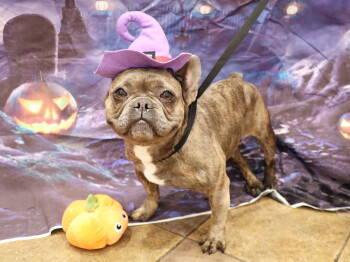 Rescue French Bulldog Dogs for Adoption in Apple Valley, California - Aunt Barbara | PetCurious