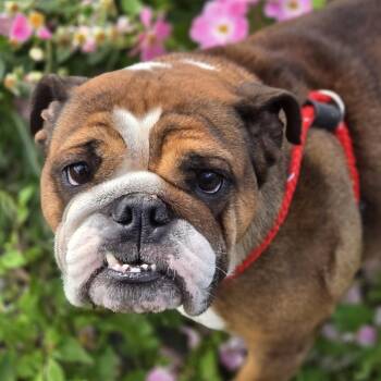 Petunia -  English Bulldog Dog Available for Adoption in Normal, Illinois - Petunia | PetCurious