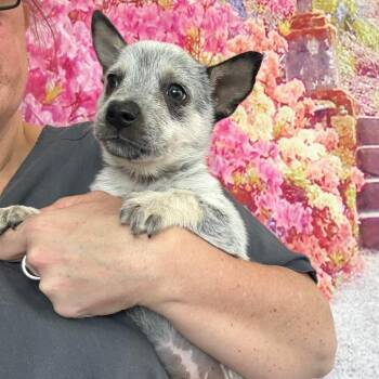 Australian Cattle Dog Blue Heeler Dogs Available for Adoption - Tulip | PetCurious