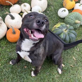 Rick -  Pit Bull Terrier and Black Labrador Retriever Dog for Adoption in Melbourne, Kentucky - Rick | PetCurious