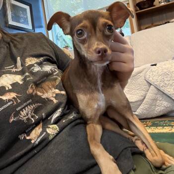 Hazel -  Chihuahua and Mixed Breed Dog for Adoption in Bellingham, Washington - Hazel | PetCurious
