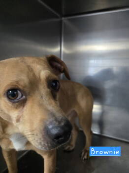 Rescue Rat Terrier and Feist Dogs for Adoption in Albemarle, North Carolina - Brownie | PetCurious