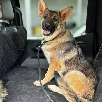 German Shepherd Dog Dogs Available for Adoption in Huntsville, Alabama - Aurora Hester | PetCurious