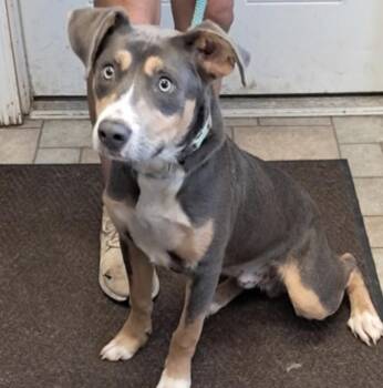 Banjo -  Australian Cattle Dog Blue Heeler Dog for Adoption in Hollister, Missouri - Banjo | PetCurious