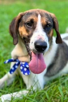 Hound Dogs Available for Adoption in Monroe, North Carolina - America | PetCurious