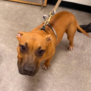 Prince -  Mixed Breed Dog for Adoption in Philadelphia, Pennsylvania - Prince | PetCurious
