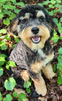 Max -  Aussiedoodle and Poodle Dog for Adoption in Pelzer, South Carolina - Max | PetCurious