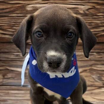 Teddy -  Labrador Retriever Dog for Adoption in Kingman, Arizona - Teddy | PetCurious