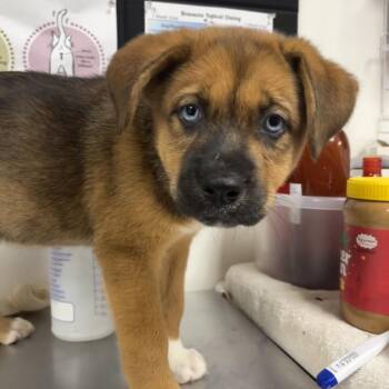 Amber -  Husky and Shepherd Dog for Adoption in Parrish, Alabama - Amber | PetCurious