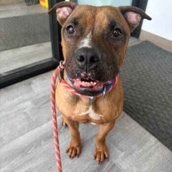 Duckie -  American Staffordshire Terrier Dog for Adoption in Northbrook, Illinois - Duckie | PetCurious