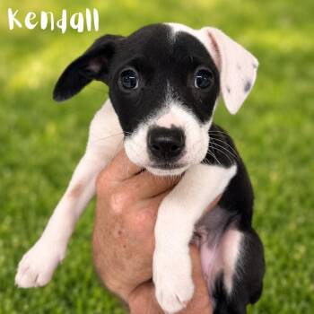 Kendall -  Pit Bull Terrier Dog for Adoption in St. Petersburg, Florida - Kendall | PetCurious