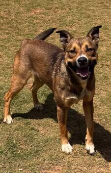 Labrador Retriever Dogs Available for Adoption in Chattanooga, Tennessee - Bowzer | PetCurious