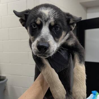 Annie -  Australian Cattle Dog Blue Heeler Dog for Adoption in Norman, Oklahoma - Annie | PetCurious