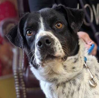 Rescue Pointer and Mixed Breed Dogs for Adoption in La Harpe, Kansas - Cybele | PetCurious