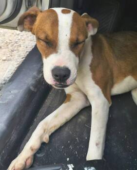 Hound Dogs Available for Adoption in Evansville, Indiana - Bucee | PetCurious