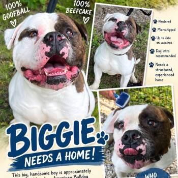 Biggie -  American Bulldog Dog for Adoption in Jackson Township, New Jersey - Biggie | PetCurious