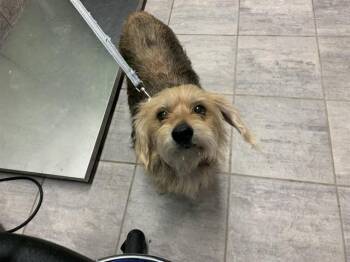Yorkshire Terrier and Mixed Breed Dogs Available for Adoption in Grand Prairie, Texas - LADY | PetCurious