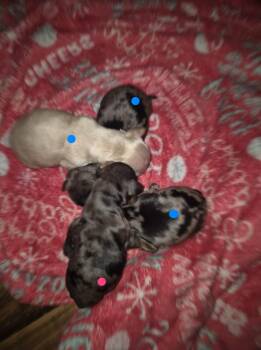 Miniature Dachshund Dogs Available for Sale - Cream Boy | PetCurious