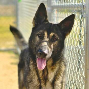 DRAKEO -  German Shepherd Dog Dog for Adoption in Camarillo, California - DRAKEO | PetCurious