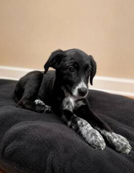 Stormy -  Black Labrador Retriever and Cattle Dog Dog for Adoption in Churchville, New York - Stormy | PetCurious