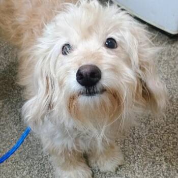 Amari -  Poodle and Mixed Breed Dog for Adoption in Columbia, Missouri - Amari | PetCurious