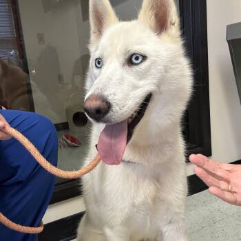 Neka -  Husky Dog for Adoption in Fincastle, Virginia - Neka | PetCurious