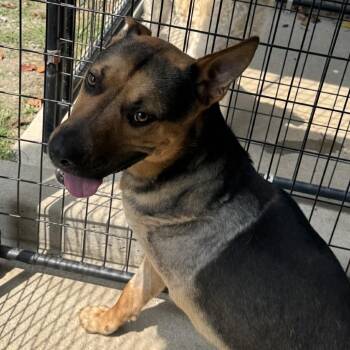 Bacon -  German Shepherd Dog Dog for Adoption in Columbus, North Carolina - Bacon | PetCurious