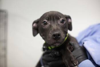 Mastiff and Labrador Retriever Dogs Available for Adoption in Mountain Home, Arkansas - Cocoa | PetCurious