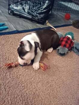 Boston Terrier Dogs Available for Adoption - Jimmy Dean KY 4832 | PetCurious