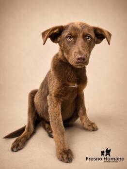 Milkdud -  Shepherd and Mixed Breed Dog for Adoption in Fresno, California - Milkdud | PetCurious