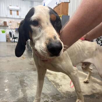 Warren -  Coonhound Dog for Adoption in Corbin, Kentucky - Warren | PetCurious
