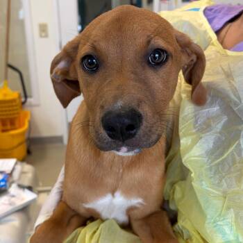Royce -  Boxer and Labrador Retriever Dog for Adoption in Nashville, Tennessee - Royce | PetCurious