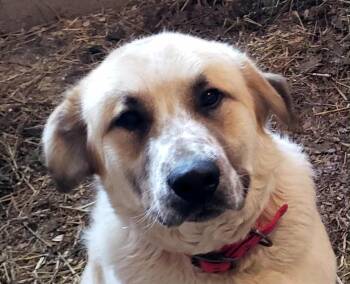 Rescue Great Pyrenees and German Shepherd Dog Dogs for Adoption in Campbellsville, Kentucky - Wilson | PetCurious