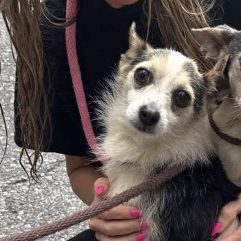 Kevin -  Mixed Breed Dog for Adoption - Kevin | PetCurious