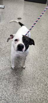 Terrier Dogs Available for Adoption in Van Wert, Ohio - Jenny Murray | PetCurious