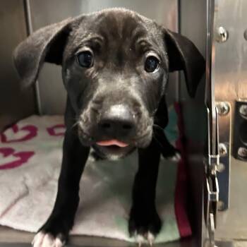 Bella -  Mixed Breed Dog for Adoption in Chattanooga, Tennessee - Bella | PetCurious
