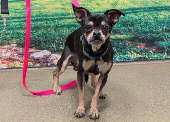 Chihuahua and Mixed Breed Dogs Available for Adoption in Moreno Valley, California - ROCKY | PetCurious