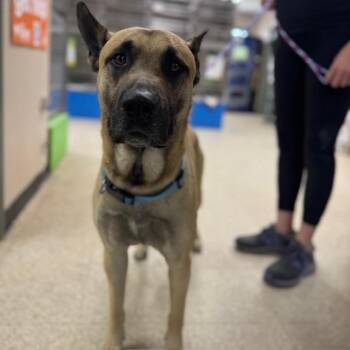 Step -  Shepherd and Mixed Breed Dog for Adoption in Bullhead City, Arizona - Step | PetCurious