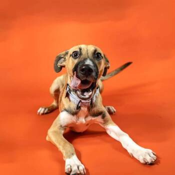 Luigi -  Black Mouth Cur Dog for Adoption in Houston, Texas - Luigi | PetCurious