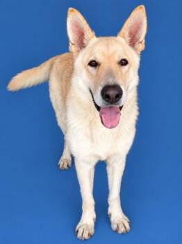 Cornbread 1447-26 -  German Shepherd Dog and Mixed Breed Dog for Adoption in Cumming, Georgia - Cornbread 1447-26 | PetCurious