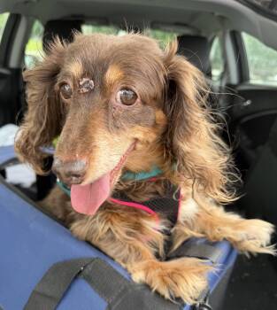 Maizy Novella -  Dachshund Dog for Adoption in Milton, Georgia - Maizy Novella | PetCurious