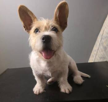 French Bulldog and West Highland White Terrier Westie Dogs Available for Adoption in Manvel, Texas - Peanut | PetCurious