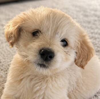 Goldendoodle and Poodle Dogs Available for Adoption in Cerritos, California - Pancho | PetCurious