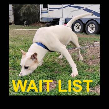 Taz -  Basenji and Husky Dog for Adoption in Livingston, Texas - Taz | PetCurious